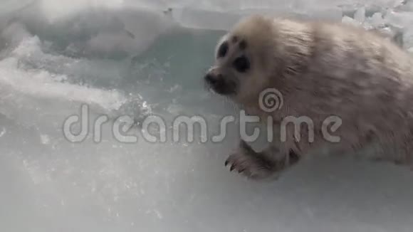 俄罗斯贝加尔湖冰面上白色新生海豹靠近镜头视频的预览图