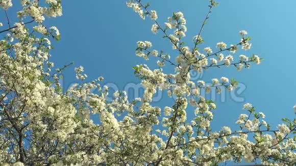 春天的花园盛开的梅树和蓝天视频的预览图