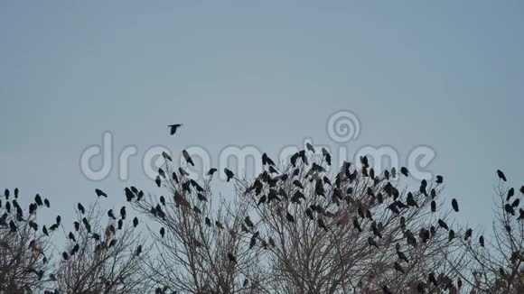 一群乌鸦鸟坐在一棵干燥的树枝上乌鸦秋鸟视频的预览图