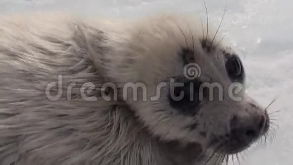 俄罗斯贝加尔湖冰面上的白色新生海豹看着镜头视频的预览图