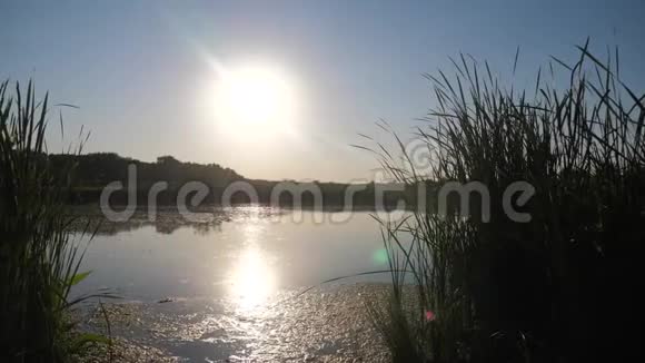 池塘有芦苇自然野日落景观阳光充满生活方式的湖泊孕育了俄罗斯的自然视频的预览图