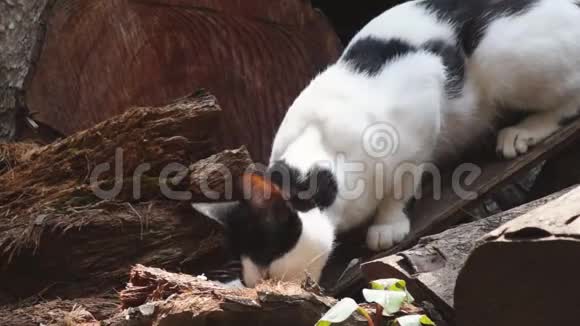 流浪猫在后院捡拾遗留下来的食物视频的预览图