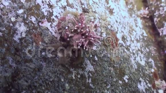 巨蟹座寄居蟹在岩石海床上爬行视频的预览图
