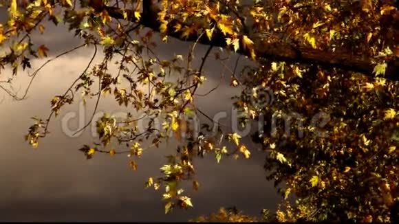 太阳树叶子和神秘的天空视频的预览图