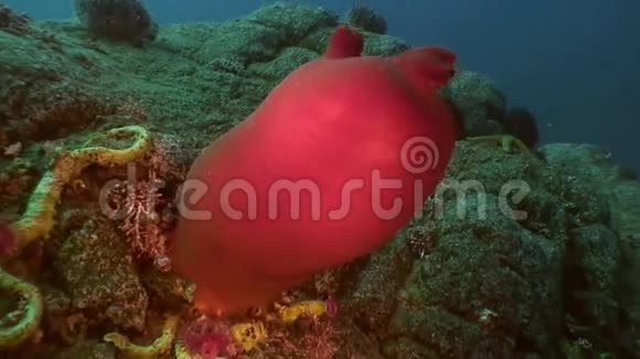 桑迪红海底与五颜六色的海绵日本海视频的预览图
