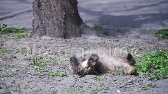 流浪猫躺在公园的地上在太阳下晒太阳慢动作视频的预览图