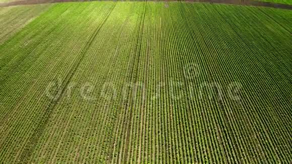 春季大豆田间成熟的空中拍摄农业景观视频的预览图