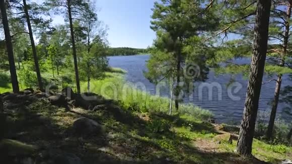 透过高大的树木欣赏美丽的湖景绚丽的自然景观背景瑞典视频的预览图