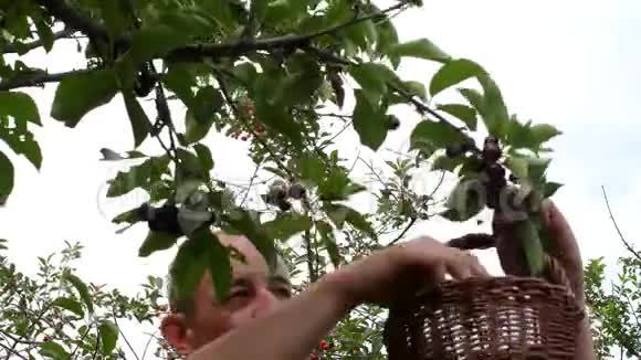 在酸樱桃树上摘酸樱桃的人成熟的男人收集酸樱桃中年男子夏天的园丁视频的预览图