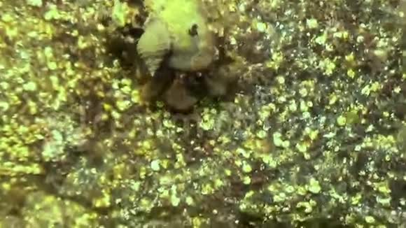 巨蟹座寄居蟹在岩石海床上爬行视频的预览图
