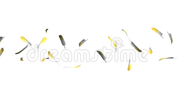 白色背景上的黄色羽毛视频的预览图