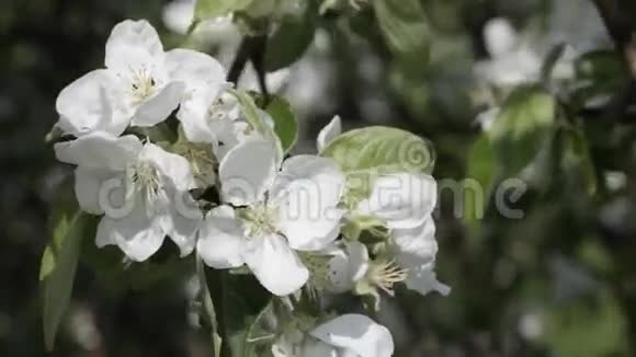 朵朵苹果树特写视频的预览图