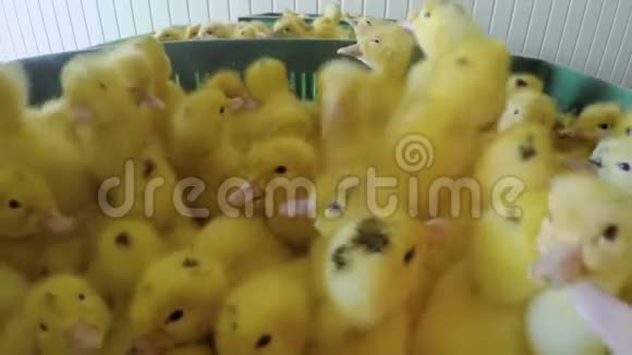 家禽农场可爱的小鸭子视频的预览图