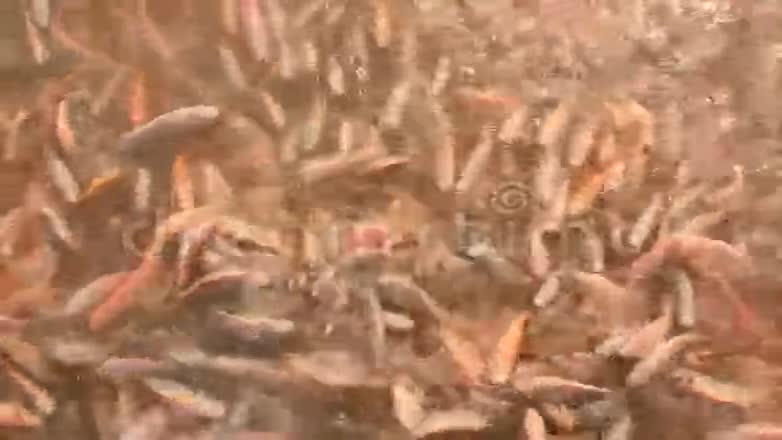 蒂拉皮亚在一个鱼场水下视频的预览图