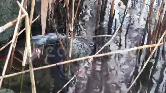 在塑料瓶的泥泞河流中生长的芦苇视频的预览图