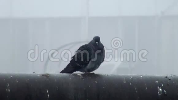 黑街野鸽子坐在管子上视频的预览图