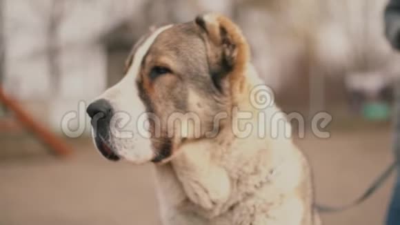 年轻的狗种阿拉拜视频的预览图