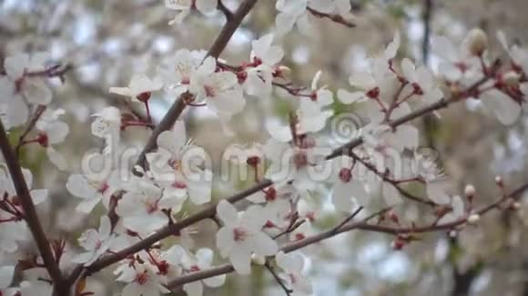 花园里的一根树枝上盛开着美丽的杏花视频的预览图