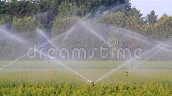 苗圃种植园的洒水系统视频的预览图