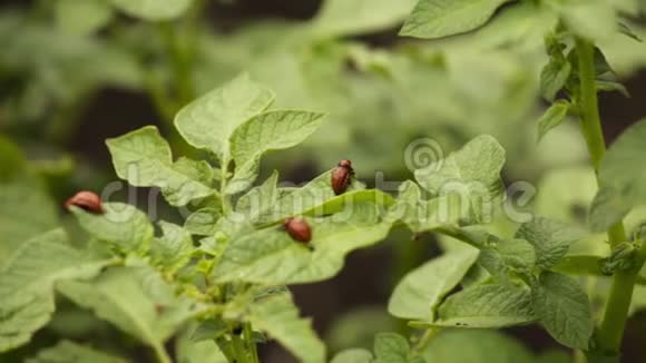 科罗拉多甲虫幼虫坐在马铃薯叶子上视频的预览图