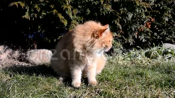 大姜猫在花园里打猎视频的预览图