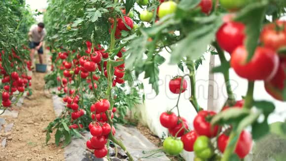 在温室里收获成熟的西红柿视频的预览图