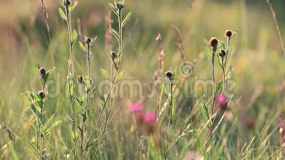 草和花的背景视频的预览图