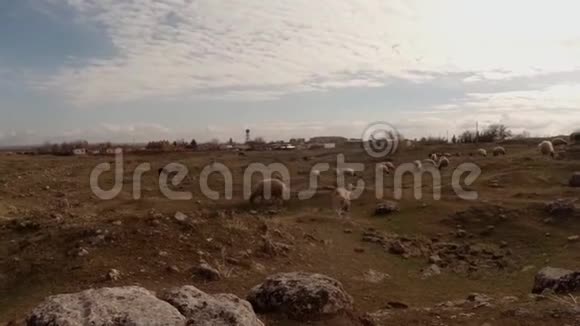 牧羊人狗和羊群聚集在山上和废墟上视频的预览图