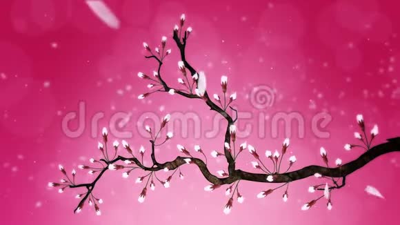 樱花盛开樱桃树枝樱花粉红色樱花红背景视频的预览图