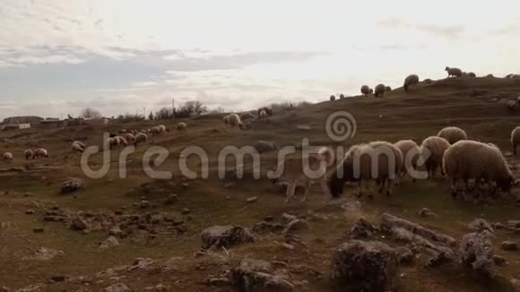 牧羊人狗和羊群聚集在山上和废墟上视频的预览图