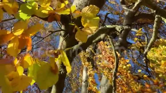 秋天公园里叶子发黄的树视频的预览图