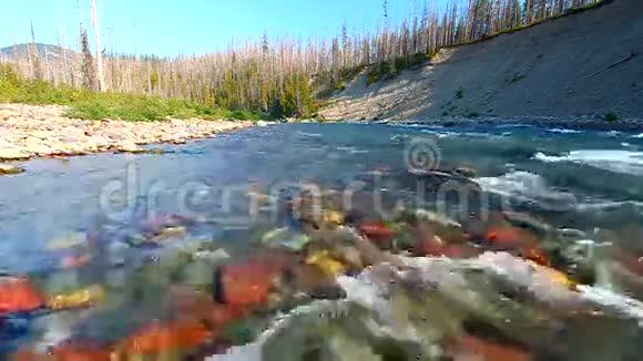 蒙大拿州北叉平头河视频的预览图