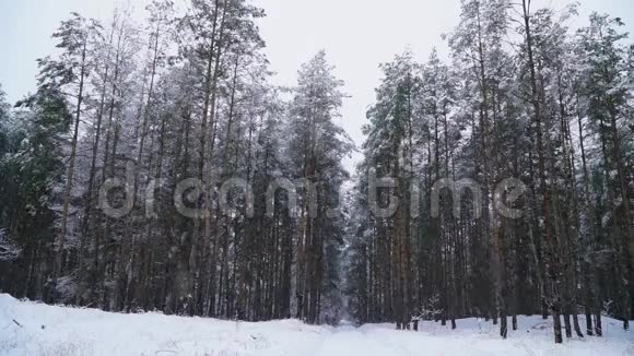 冬天森林里下雪视频的预览图