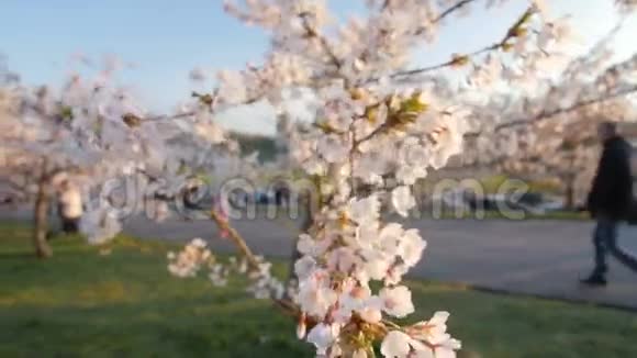 一棵开着花的樱桃树的枝条开着美丽的白花浅的景深视频的预览图