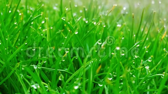 露水滴在绿油油的草地上太阳耀斑视频的预览图