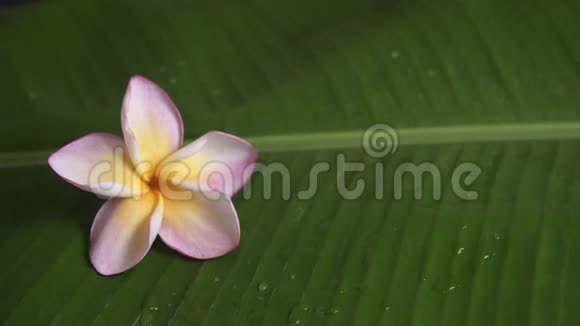 粉红色的花也叫梅花在香蕉叶上旋转视频的预览图