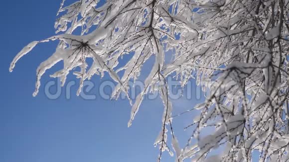 枯冻的榆树在冰枝上冬天白天雪在雪的阳光下阳光照耀着美丽的风景干树榆树视频的预览图