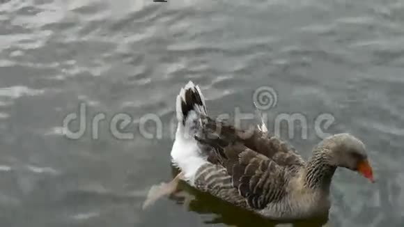 鸭子鹅和天鹅在水上游泳湖上视频的预览图