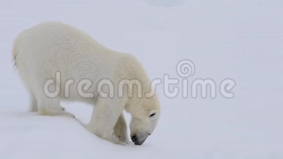 北极熊在北极行走视频的预览图