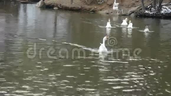 鹅鸭鹅和天鹅在水上游泳湖泊视频的预览图