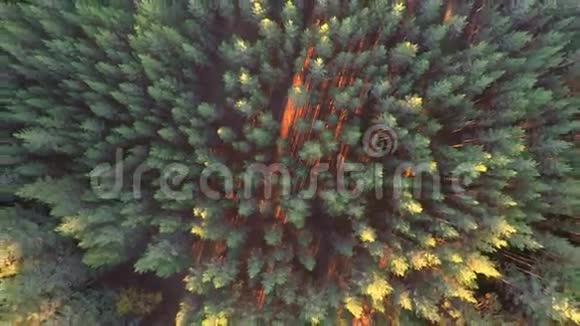 飞过树林日落空中镜头视频的预览图
