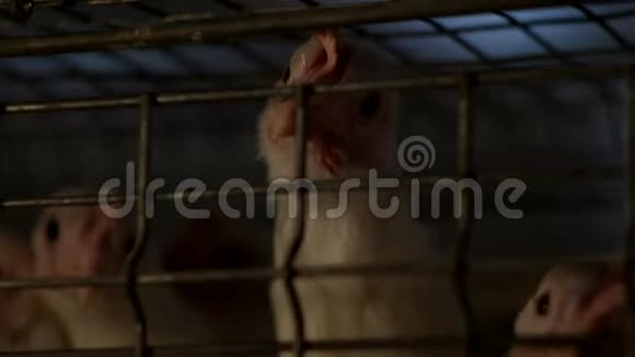 饲养肉鸡鸡鸡鸡鸡鸡鸡鸡鸡舍工厂农场视频的预览图