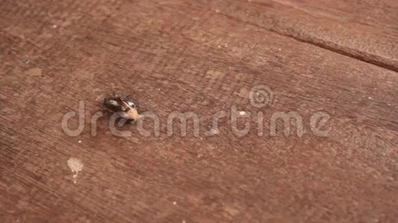 蚂蚁以昆虫为食物视频的预览图