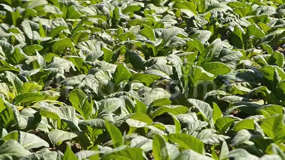 烟草农场和农民喷洒化肥视频的预览图
