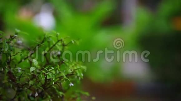 背景模糊的植物和树木的雨水视频的预览图