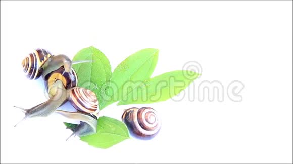 蜗牛爬在白色上视频的预览图