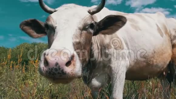 灰色和白色的牛在草地上放牧在天空背景上闻到相机的味道慢动作视频的预览图