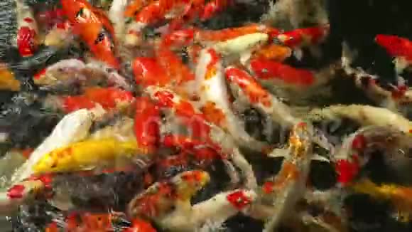 池塘里的锦鲤鱼吃视频的预览图