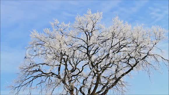 冬天的景观冰在树上视频的预览图
