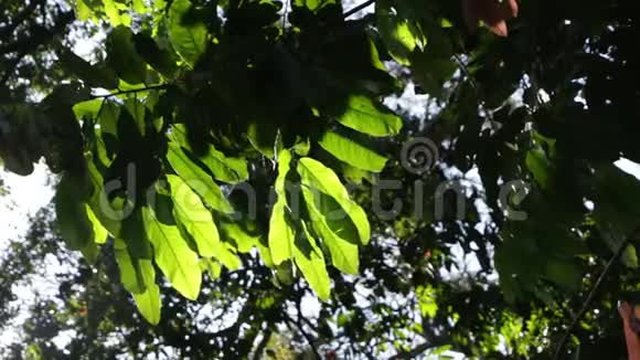 绿叶和树枝在风中视频的预览图